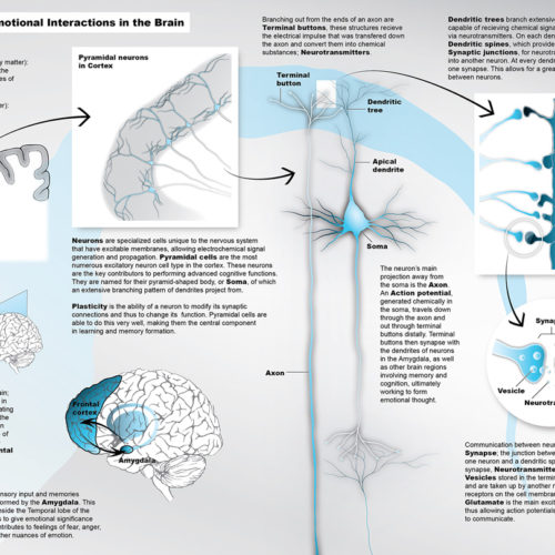 Designer BioMed - Multilevel Brain Interactions Illustration Designer BioMed - Multilevel Brain Interactions Illustration