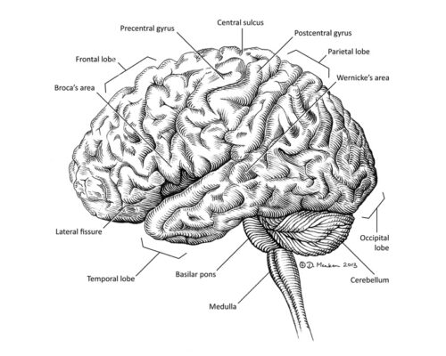 Designer BioMed - Brain Anatomy Illustration Designer BioMed - Brain Anatomy Illustration