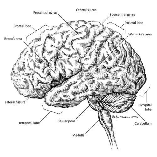 dmenken-designer-biomed-brain-line-illustration (WebP) Dmenken designer biomed brain line illustration (WebP)