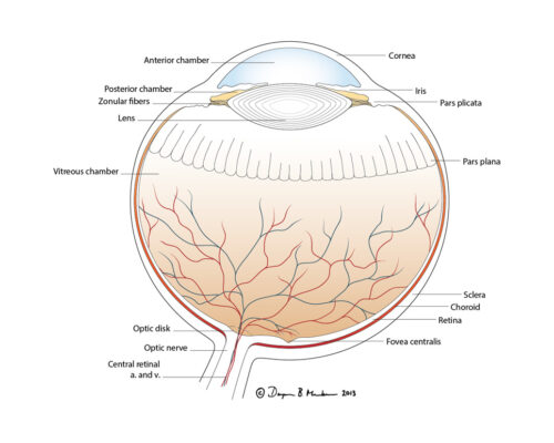 Designer BioMed - Eye Cross Section Illustration Designer BioMed - Eye Cross Section Illustration