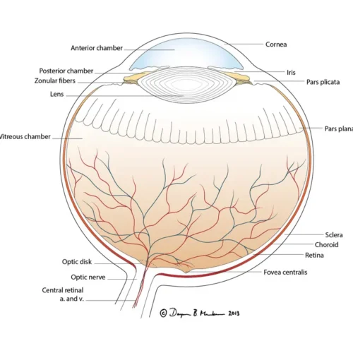 dmenken-designer-biomed-eye-cross-section-illustration (WebP) Dmenken designer biomed eye cross section illustration (WebP)