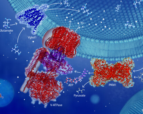 dmenken-designer-biomed-glutamate-uptake-3d-render