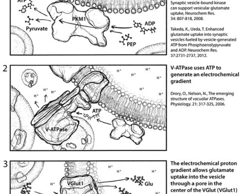 Designer BioMed - Cellular Regeneration of the Lungs Storyboards
