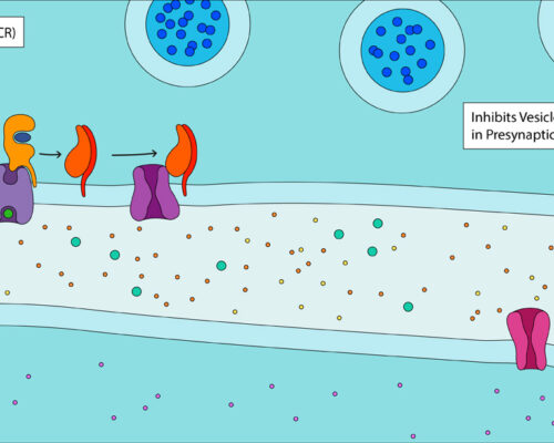 Designer Biomed - GPCR Diagram Activated Designer Biomed - GPCR Diagram Activated