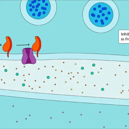 dmenken-designer-biomed-gpcr-diagram-1 (WebP) Dmenken designer biomed gpcr diagram 1 (WebP)