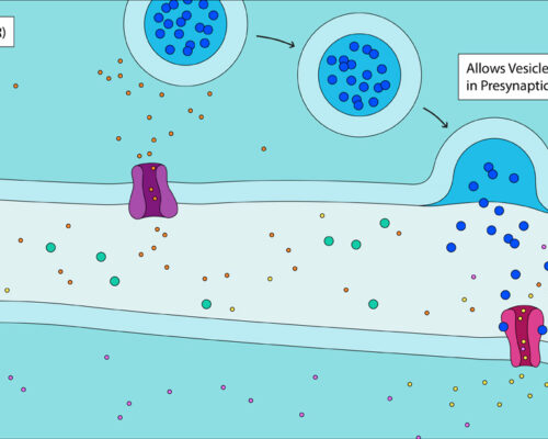 Designer Biomed - GPCR Diagram Inactive Designer Biomed - GPCR Diagram Inactive
