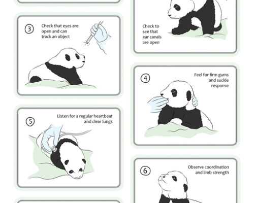 Designer BioMed - Panda Cub Examination Designer BioMed - Panda Cub Examination