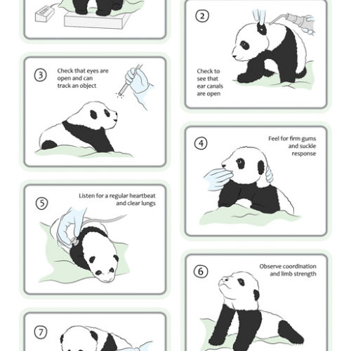 Designer BioMed - Panda Cub Examination Designer BioMed - Panda Cub Examination