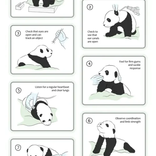 dmenken-designer-biomed-panda-cub-exam (WebP) Dmenken designer biomed panda cub exam (WebP)