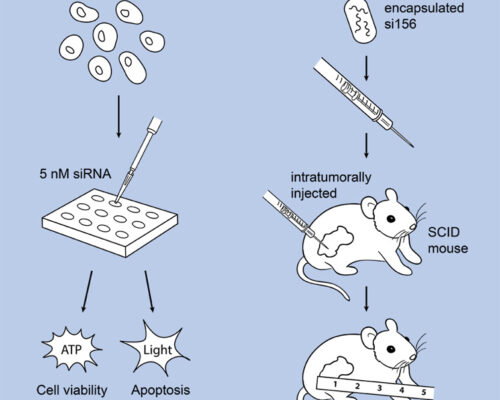 Designer BioMed - PKM2 Poster Assay Graphic Designer BioMed - PKM2 Poster Assay Graphic