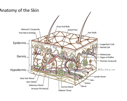 Designer BioMed - Anatomy of the Skin Illustration Designer BioMed - Anatomy of the Skin Illustration