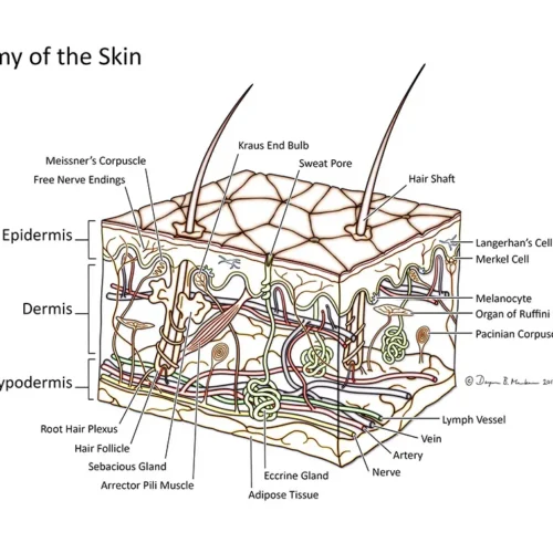 dmenken-designer-biomed-skin-anatomy-illustration (WebP) Dmenken designer biomed skin anatomy illustration (WebP)