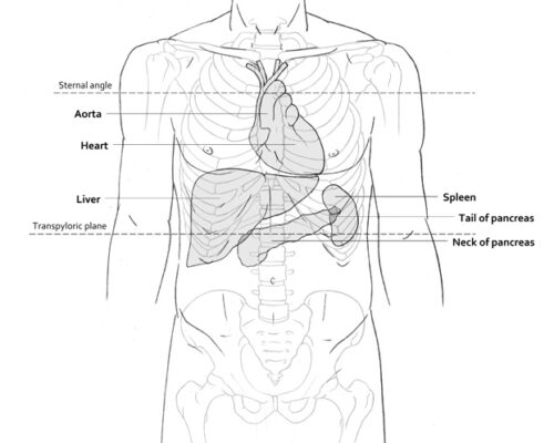 Designer BioMed - Surface and Deep Anatomy Illustration Designer BioMed - Surface and Deep Anatomy Illustration
