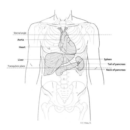 dmenken-designer-biomed-surface-and-deep-anatomy-illustration (WebP) Dmenken designer biomed surface and deep anatomy illustration (WebP)
