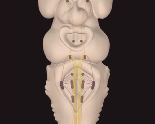 Designer BioMed - Locomotor Neural Pathways 3D Render neuron-pathways