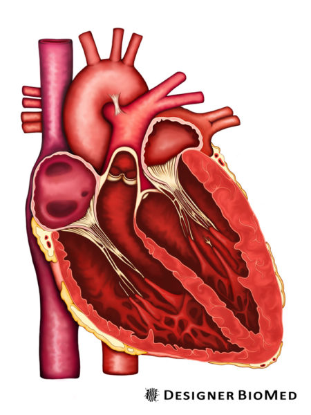cardiac-cycle
