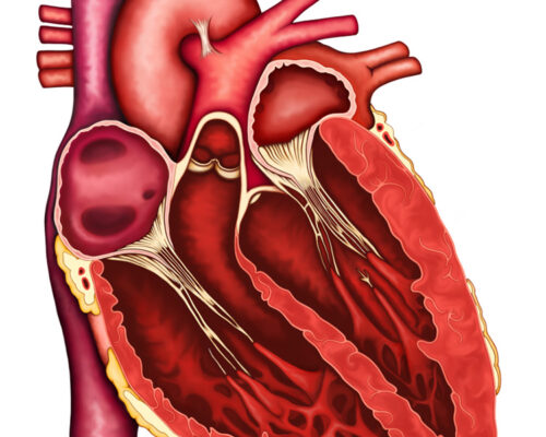 cardiac-cycle