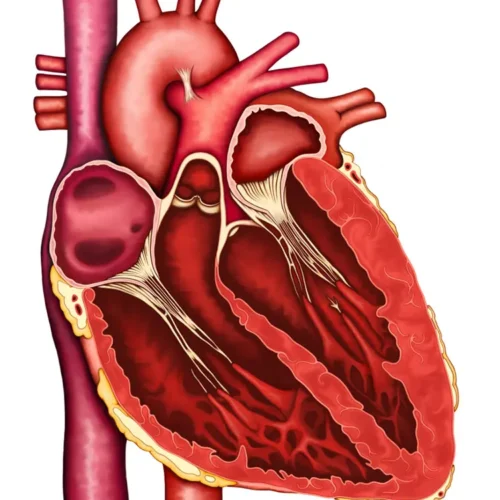 cardiac-cycle