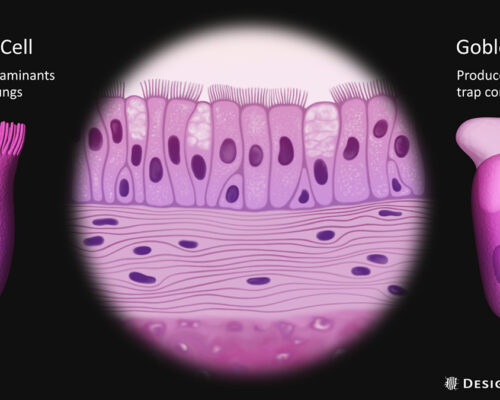 virtual-microscope