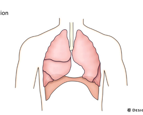 Designer BioMed - Respiration Animation respiration-animation
