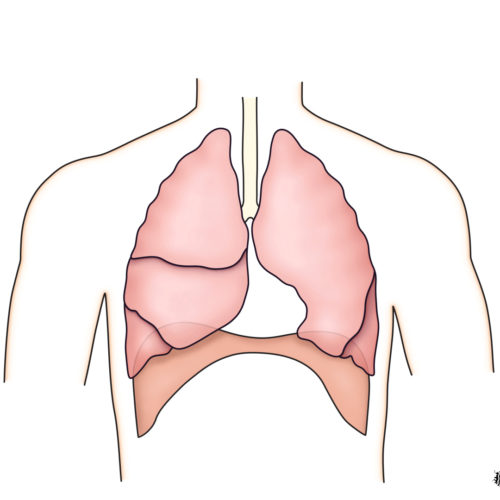 Designer BioMed - Respiration Animation respiration-animation