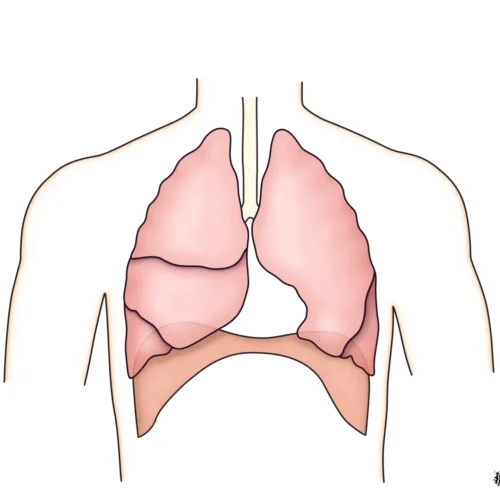 dmenken_designer_biomed_respiration_animation_still (WebP) respiration-animation