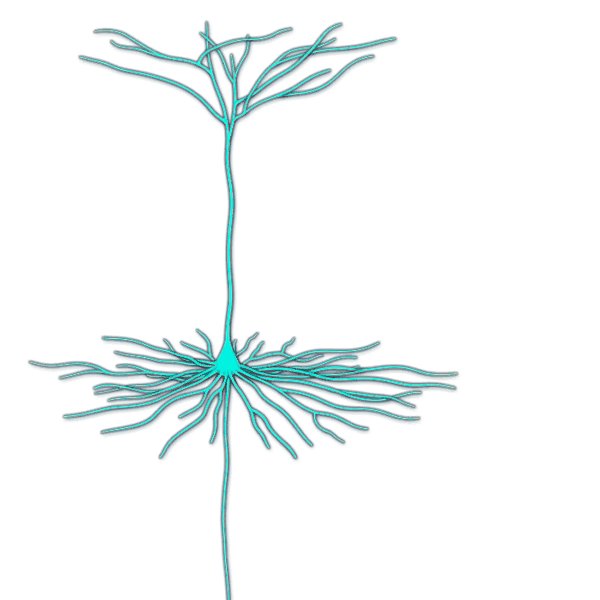 Dmenken designer biomed pyramidal neuron anim 12