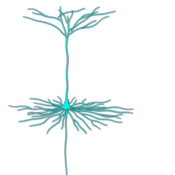 Dmenken designer biomed pyramidal neuron anim 12 opt